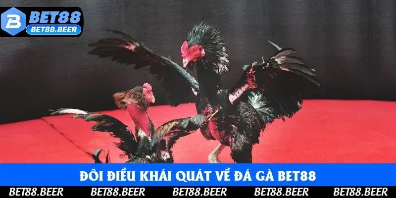 Đôi điều khái quát về đá gà Bet88